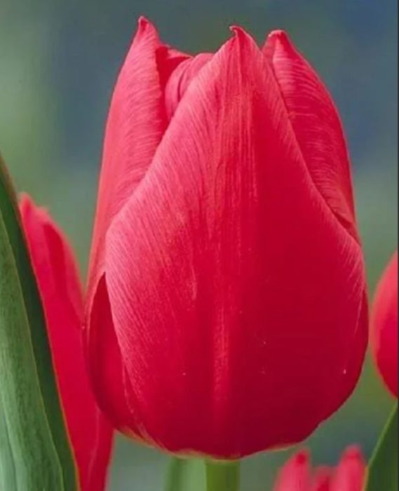 Коледен сорт Марвел