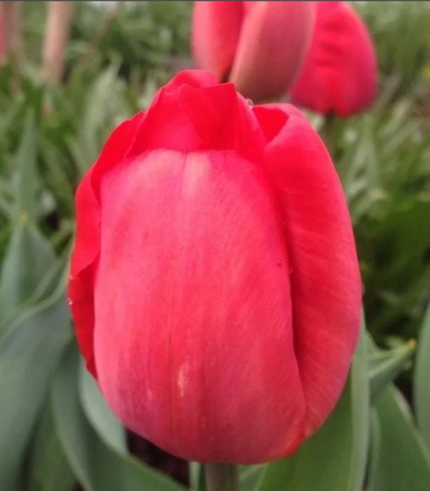 Завръщане на разнообразието