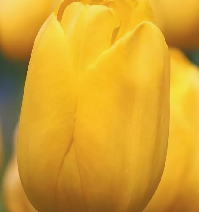 Разнообразие „Завоевател“