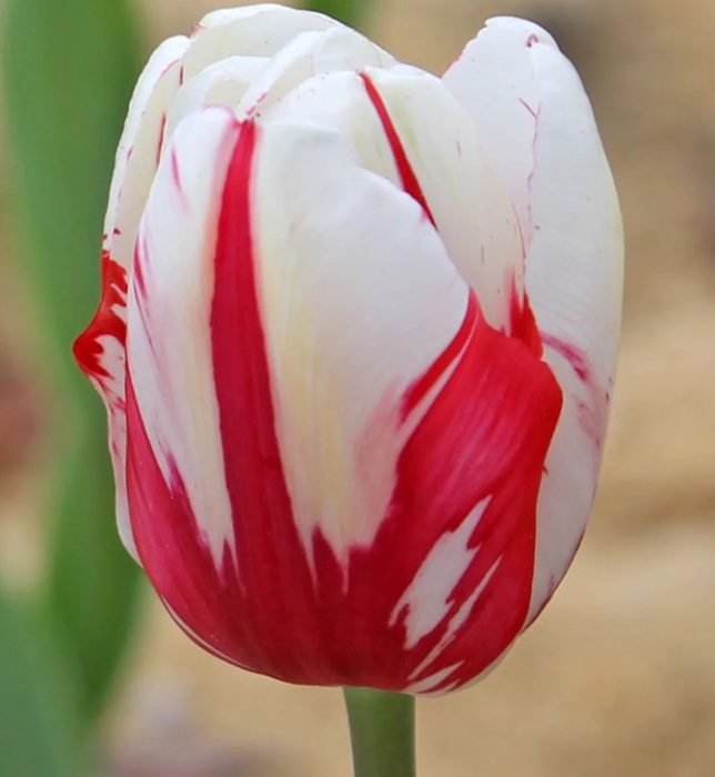 Сорт Кордел Хъл