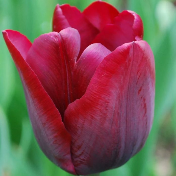 Сорт Couleur Cardinal