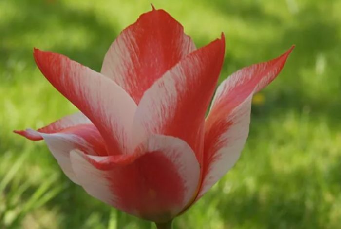 Сорт Цар Петър