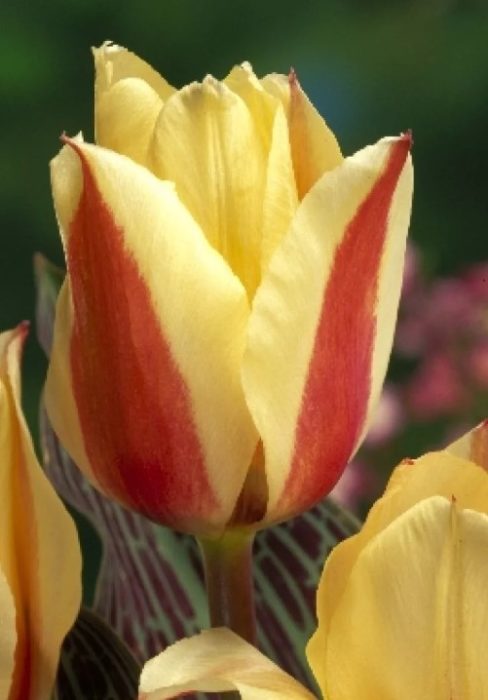 Сорт Дона Бела