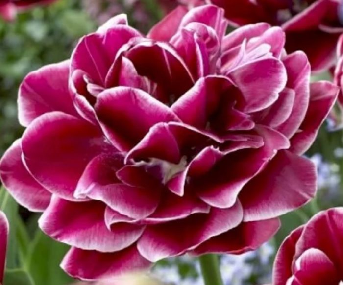 Разнообразие Dream Touch