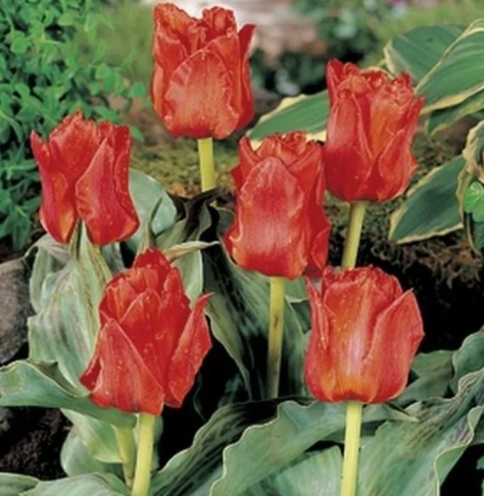 Tulip Dubbel Roodcape
