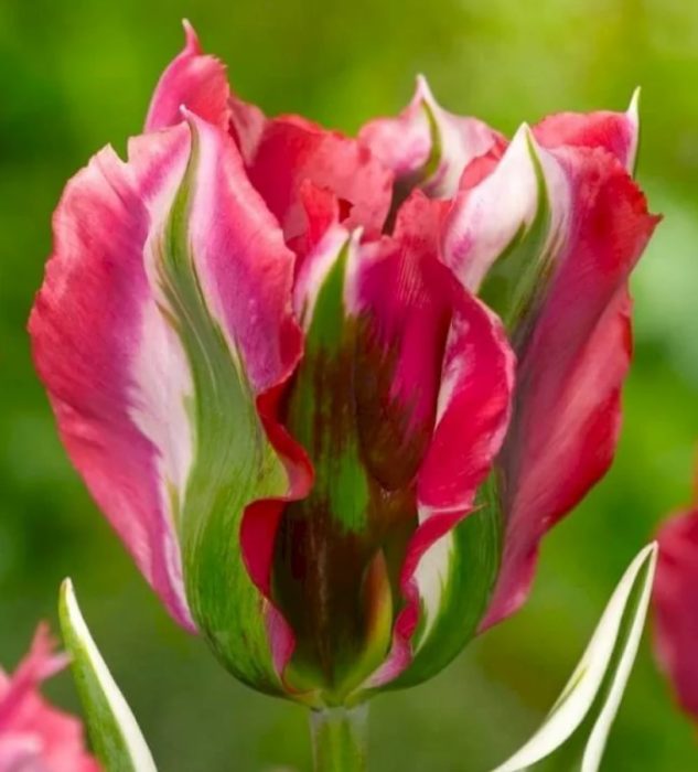 Лале Есперанто