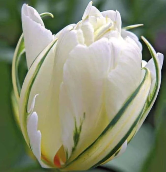 Разнообразие Екзотичен император