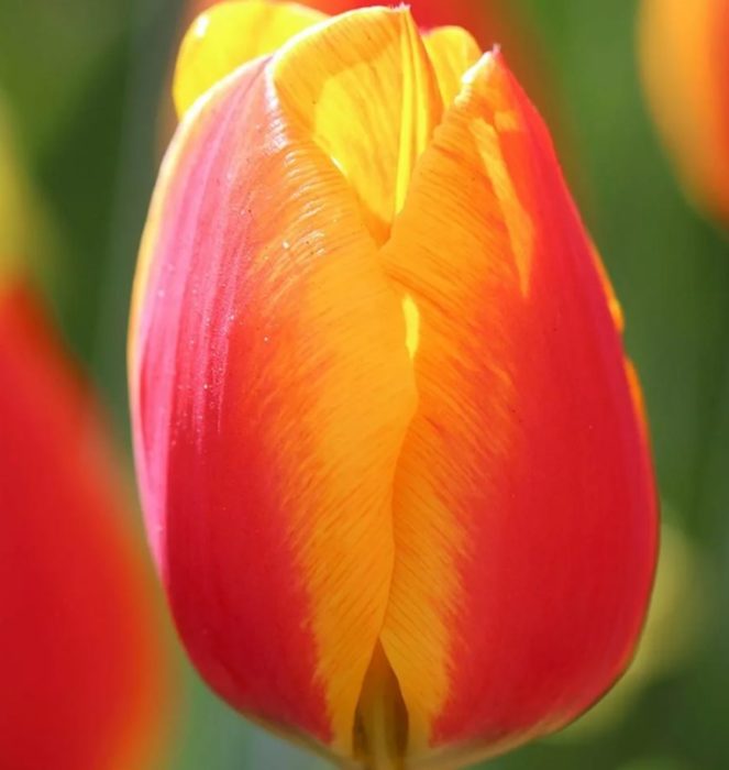 Разнообразие от вкусове