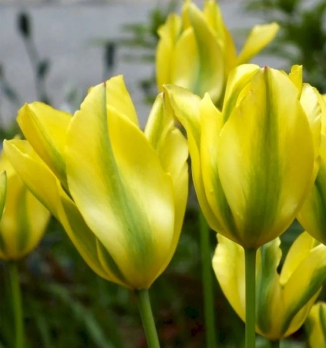 Лале Формоза