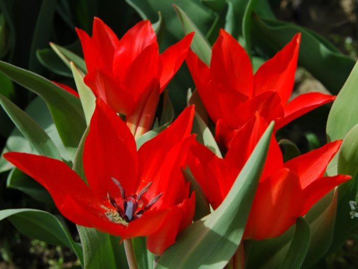 Фузилер, отгледан от Яак Розен