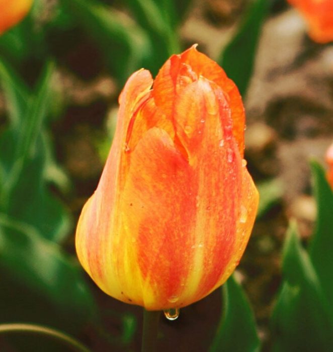 Сорт „Генерал де Ует“