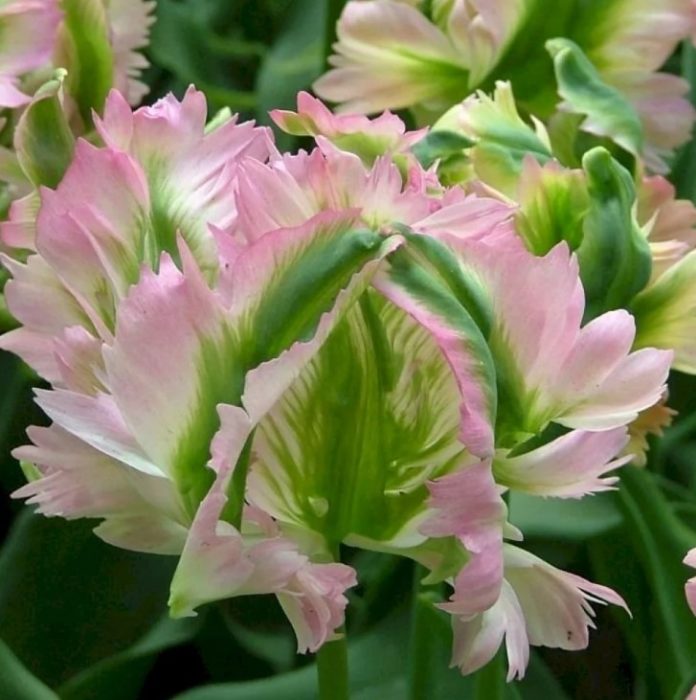 Зелена вълна от лалета