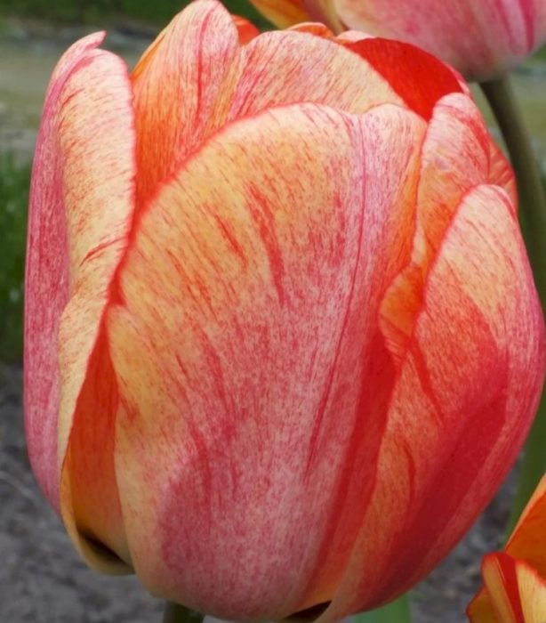 Сорт Гудошник