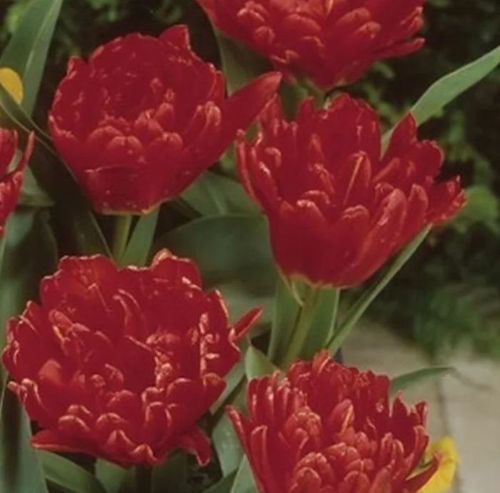 сорт „Холандско бебе“