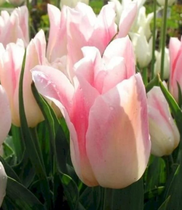 Холанд Шик Лалип