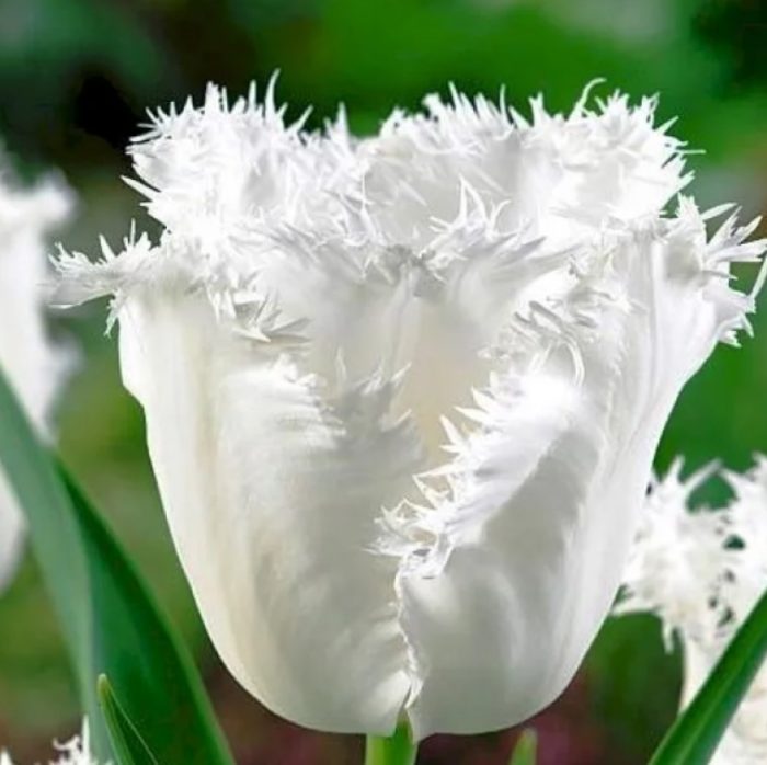 Разнообразие за меден месец