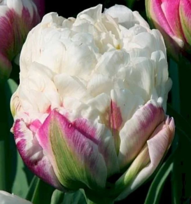 Сладолед от махрово лале