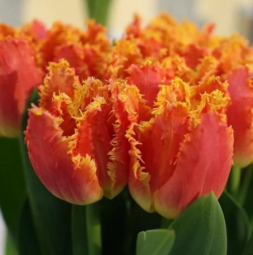 Съвместно отделение „Тюлип“