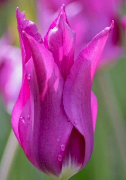 Сорт Лилироза