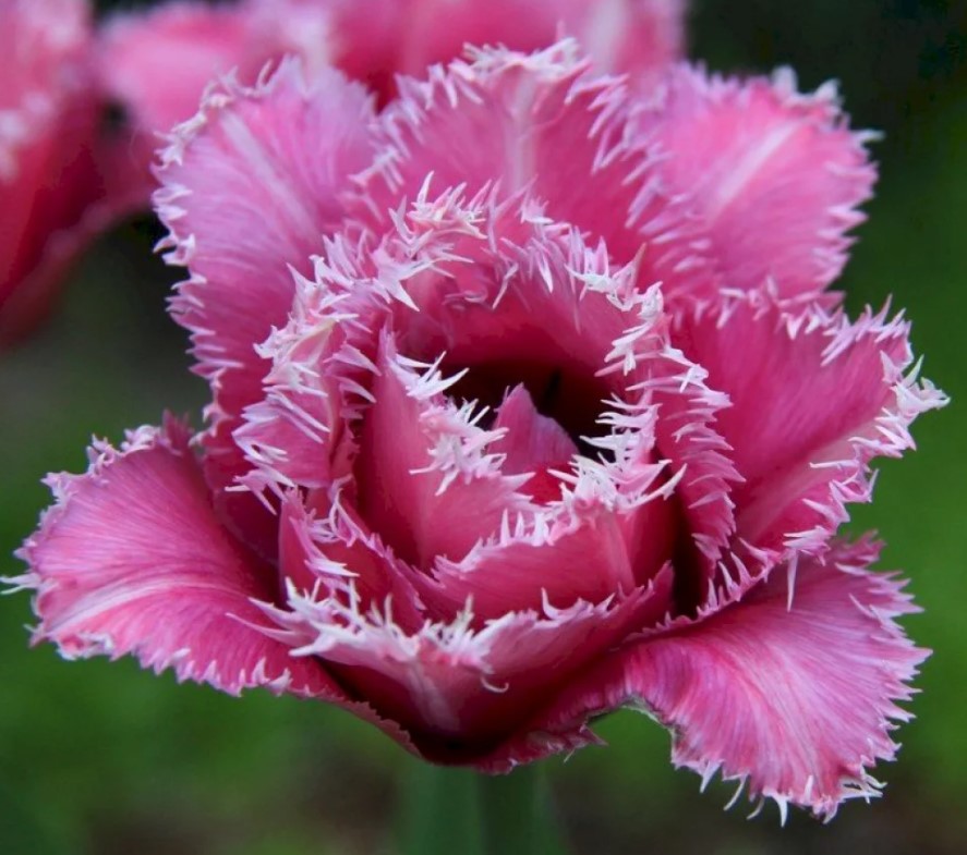 Мачпойнт на лале