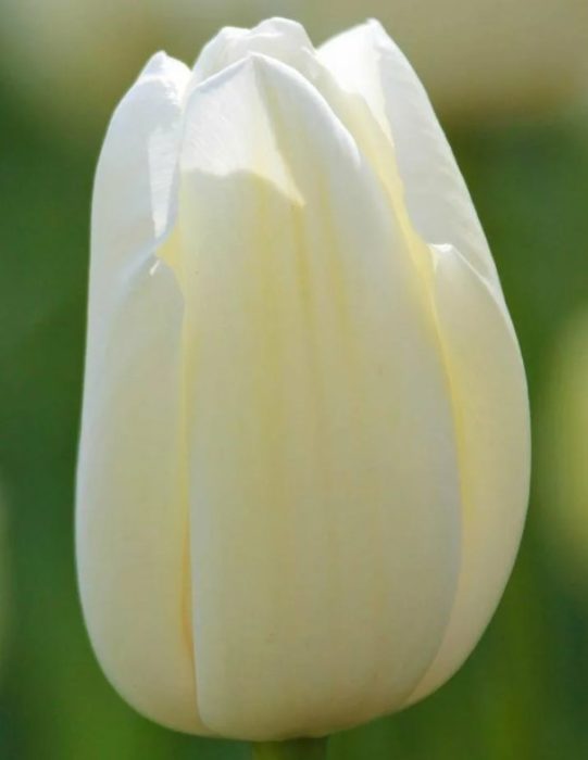 Сорт Морийн