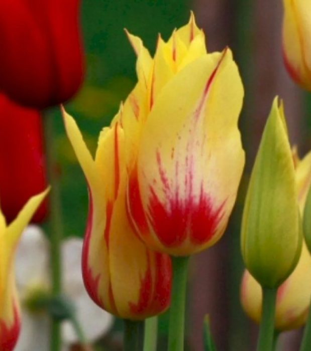 Разнообразие Мона Лиза