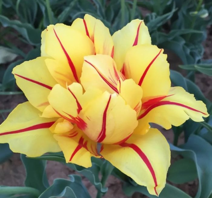 Сорт Монсела