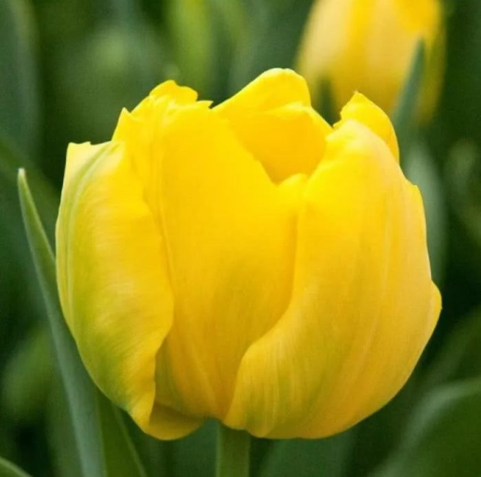 Сорт Монте Карло