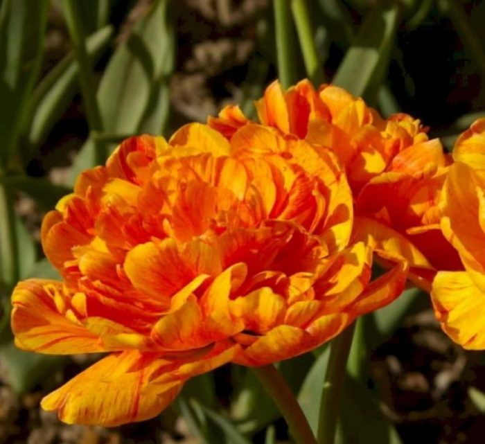 Тери късно Монте Флейм