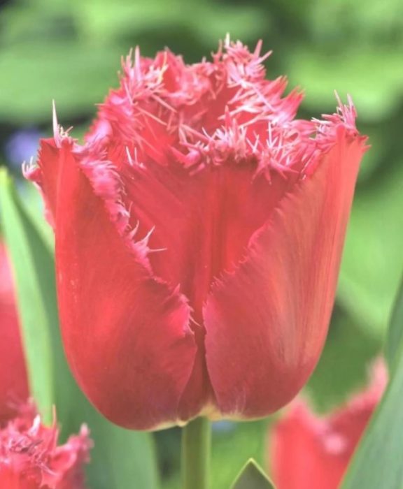 Тулип Мустанг