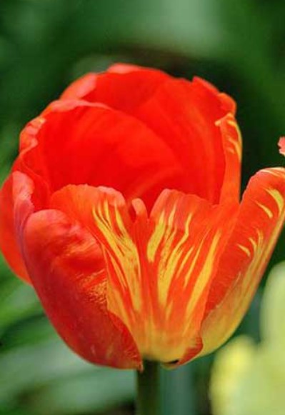 Сорт Оранжева купа