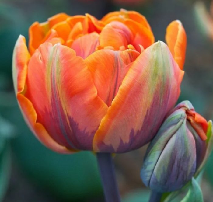 Сорт Оранжева принцеса