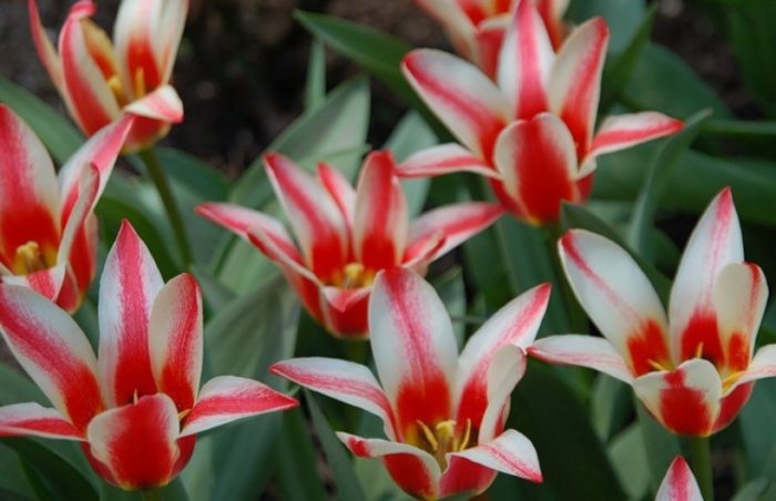 сорт ПИНОКИО