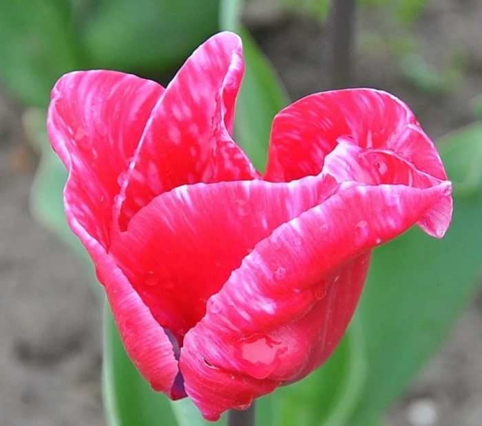 Сорт „Розов трофей“