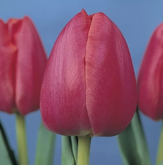 Тулип Примавера