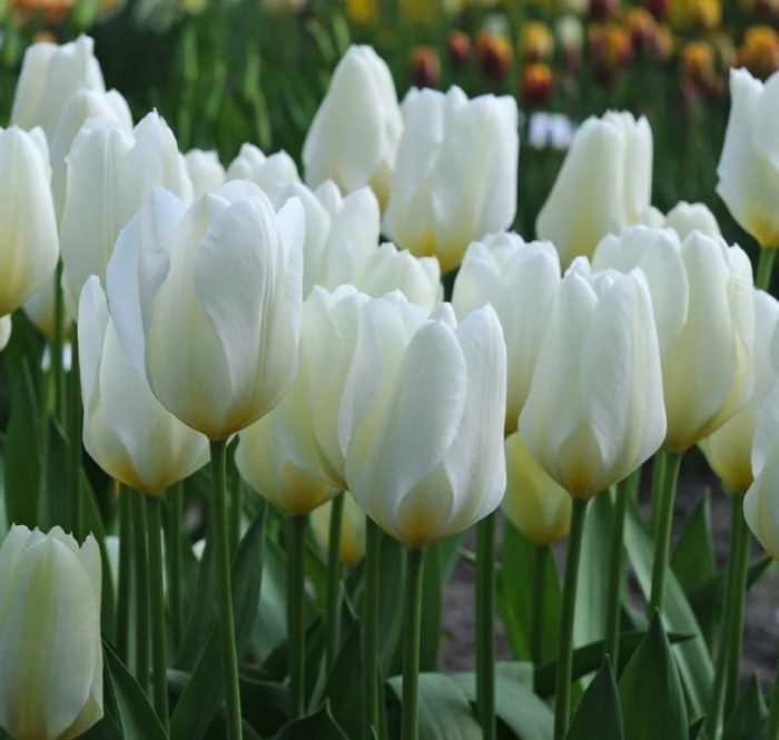 Тулип Пурисима