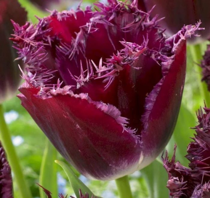 Лилаво кристално лале