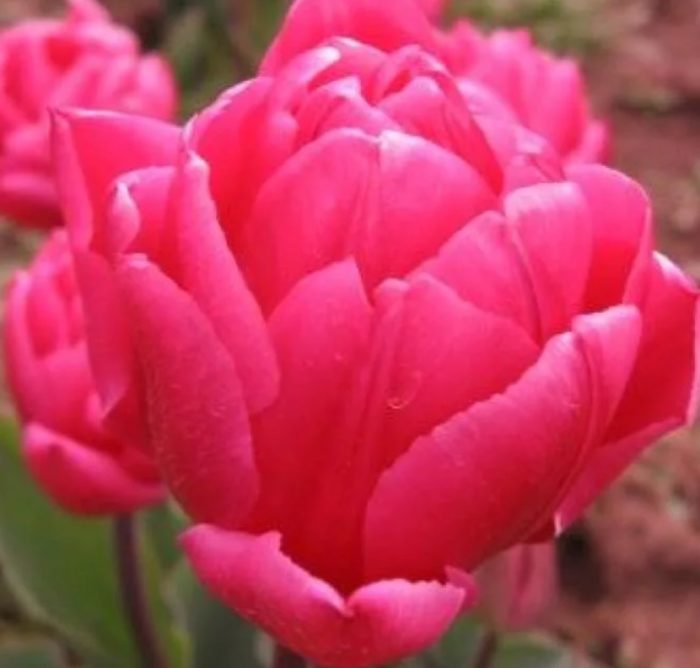 Разнообразие от кралица на Марвел