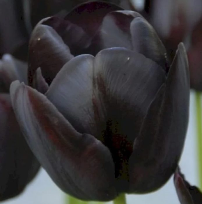 Сорт „Кралица на нощта“