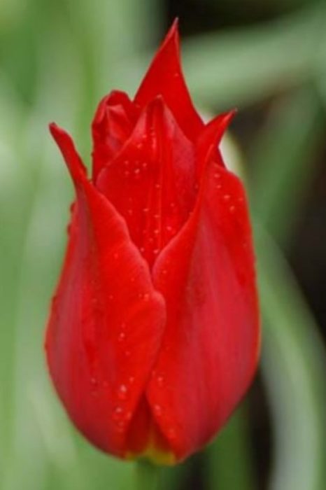 Сорт „Червен блясък“