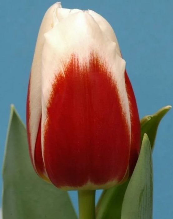 Триумфът на лалетата в Римската империя