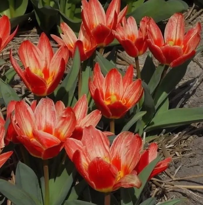 Тюлип Шекспир