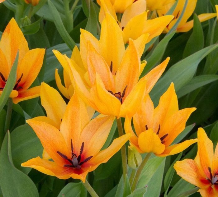 Шогун, отгледан от братя Руйтер