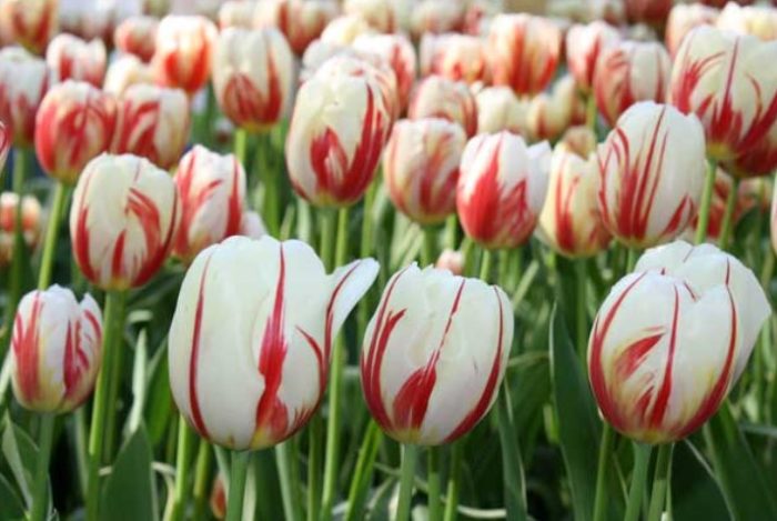 Сорбе от лале