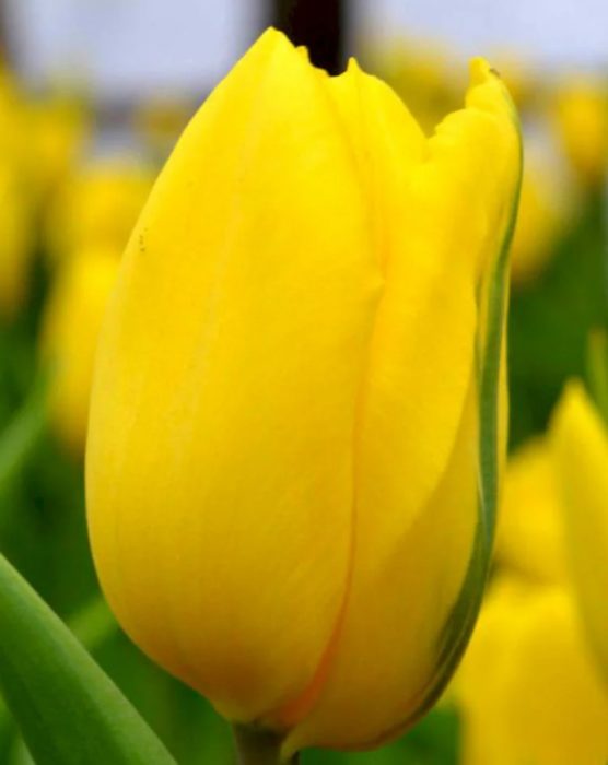 Triumph Group, сорт Strong Gold