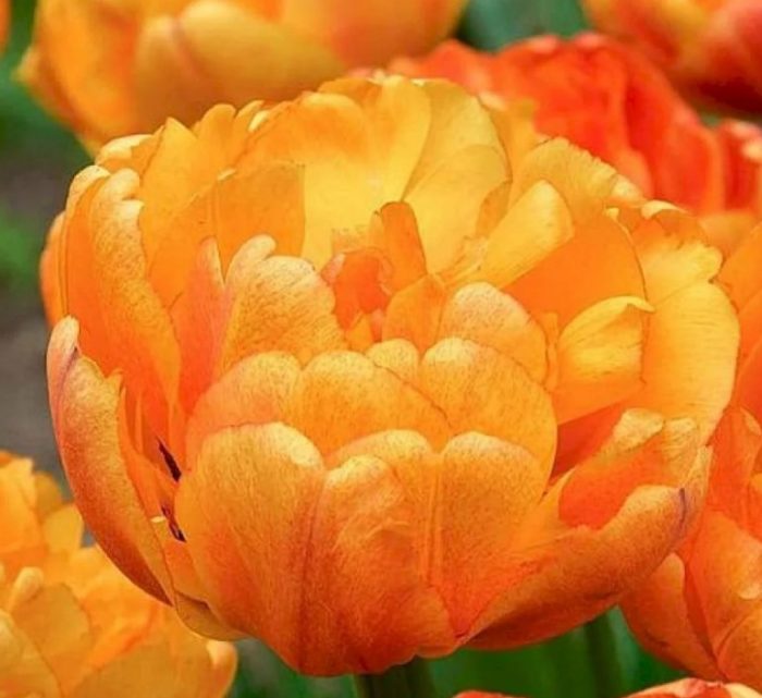 Лале Слънчево