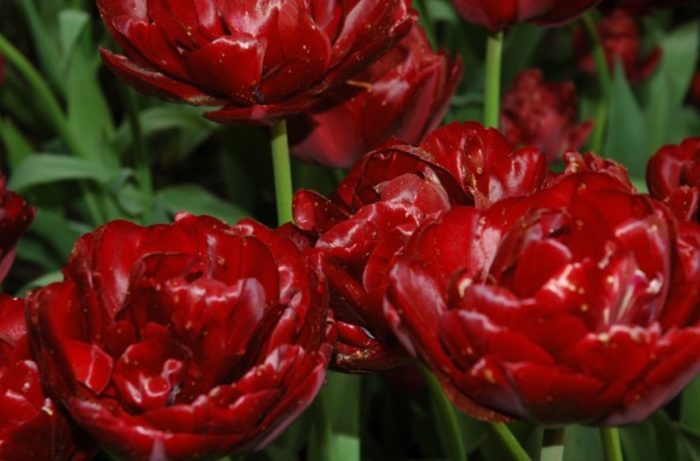 Разнообразие ЧИЧО ТОМ