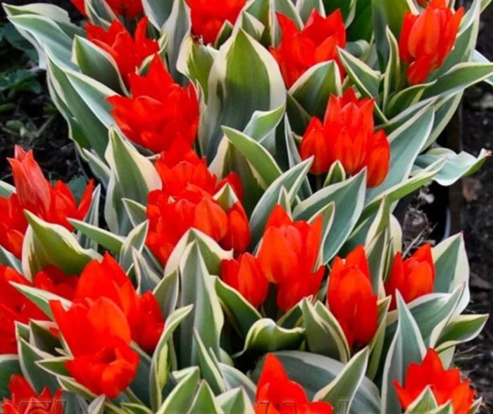 Unicum selection CA Verdegaal