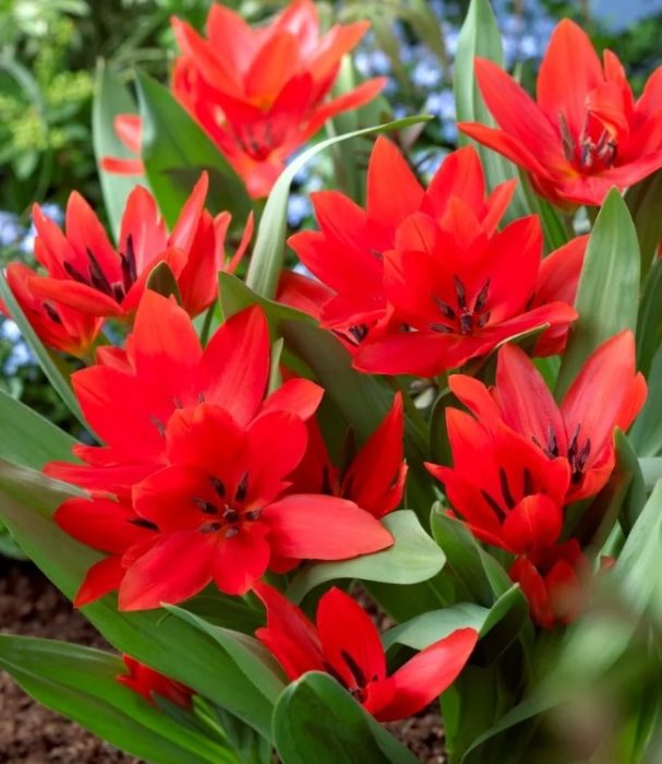 Сортът Tulip Van Tubergen