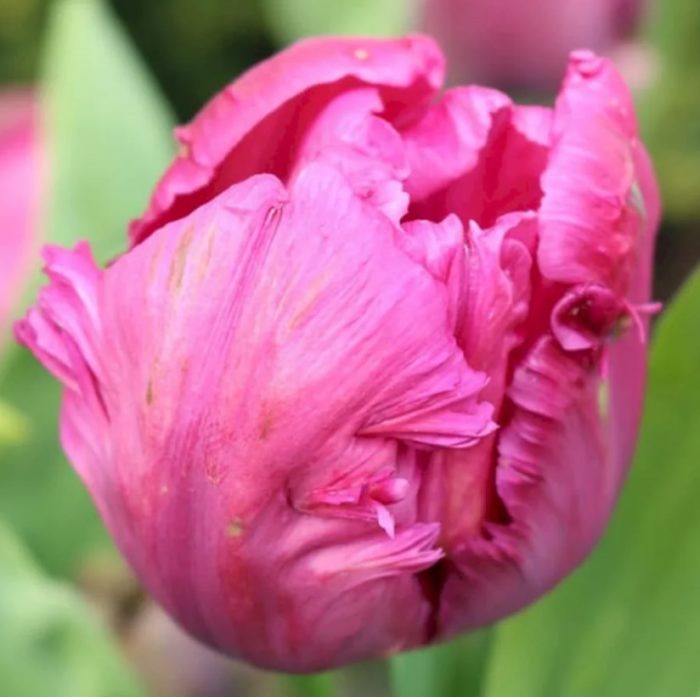 Глаголи на лалета Папагал Розов